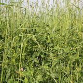 NUM2 - Legumes on Improved Grassland