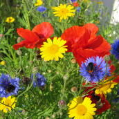 Wildflower Seed Mixtures 100%