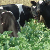 Forage Kale