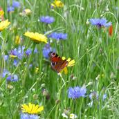 Wildflower Meadow Mixtures