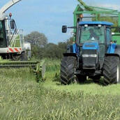 Arable Silage Mixtures