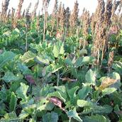 AB13 - Brassica Fodder Crop