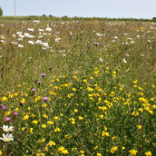 AB8 - Flower Rich Margins and Plots