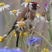 Countryside Stewardship