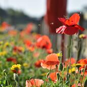 Wildflowers and Herbs