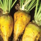 Root Mixtures