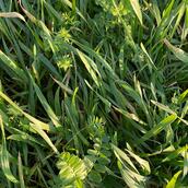 SOH3 - Multi Species Summer Sown Cover