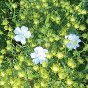 Spring Linseed