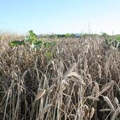 Cover Crop Mixtures