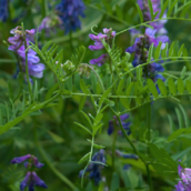 Bespoke Cover Crop Mixtures