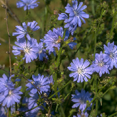 Agricultural Herbs