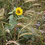 Cover Crop Mixtures