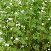 Cover Crop Species