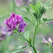 Cover Crops