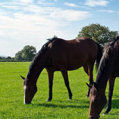 Paddock Grass Seed