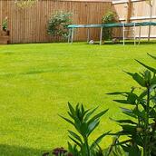 Amenity Grass Seed