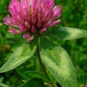 Red Clover