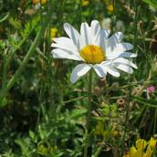 Wildflower Seeds