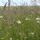 AB15 - Two Year Sown Legume Fallow