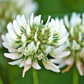 White Clover