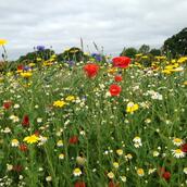Wildflowers and Herbs