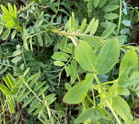 EnviroSeeds Summer Legume Cover Crop Mixture