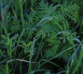 SOH2 | SOH3 -EnviroSeeds Summer Revivor Cover Crop Mixture