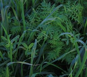 EnviroSeeds Summer Thrive Cover Crop Mixture