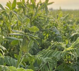 NUM3 - 1 Year Annual Rotational Legume Fallow (FS6/A)