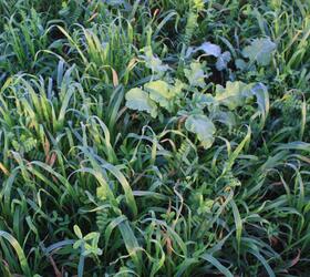 CSAM2 | SAM2 | SOH4 - EnviroSeeds Winter Revivor Cover Crop Mixture