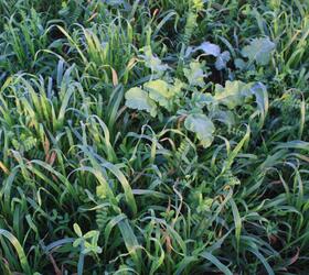 EnviroSeeds Winter Revivor Cover Crop Mixture