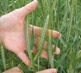 TRIMOUR Spring Triticale