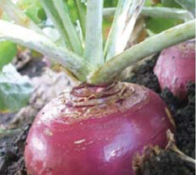 TRIUMPH Swede (Natural)