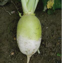 RONDO Stubble Turnip