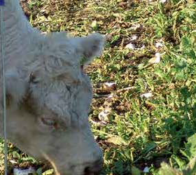 BARKANT Stubble Turnip