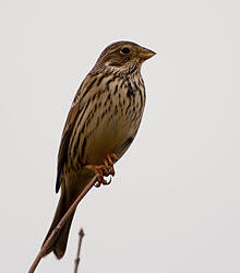 FS 1 Year Wild Bird Mix - Finch and Corn Bunting (AB9)