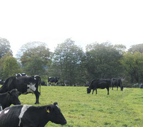 Aber Dairy Clover Blend