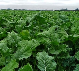 BOMBARDIER Kale Seed