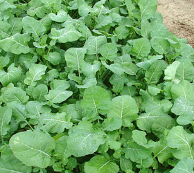 Ethiopian Mustard Seed (Brassica carinata)