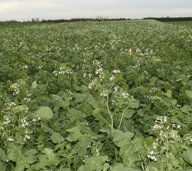 Class 1 Oil Radish - Nematode Resistant Seed (Raphanus sativus)