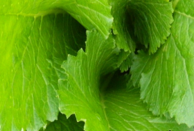SKYFALL Hybrid Brassica