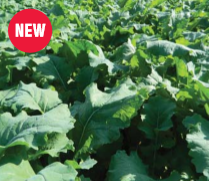 RAMPART Forage Rape