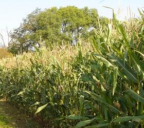 FS Power Game Cover Maize