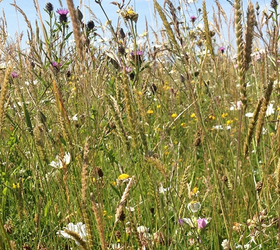 FS6M 80/20%: Wetland and Pond Edge Wildflower Seed Mixture