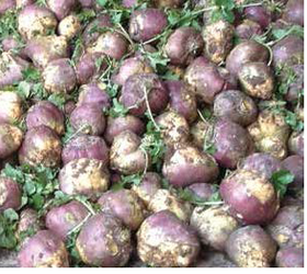 KENMORE Swede (Natural)