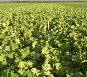 EnviroSeeds Pan Buster Cover Crop Mixture