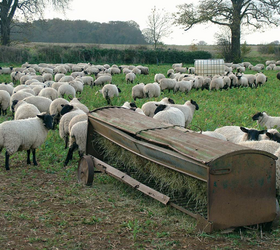 Lamb Tonic Seed Mixture