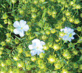 Linseed Seed (Linum usitatissimum)