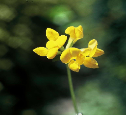 Birdsfoot Trefoil Seed (Agricultural)