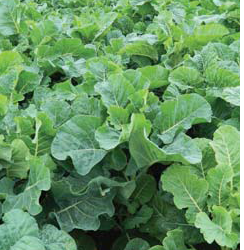 CALEDONIAN Kale